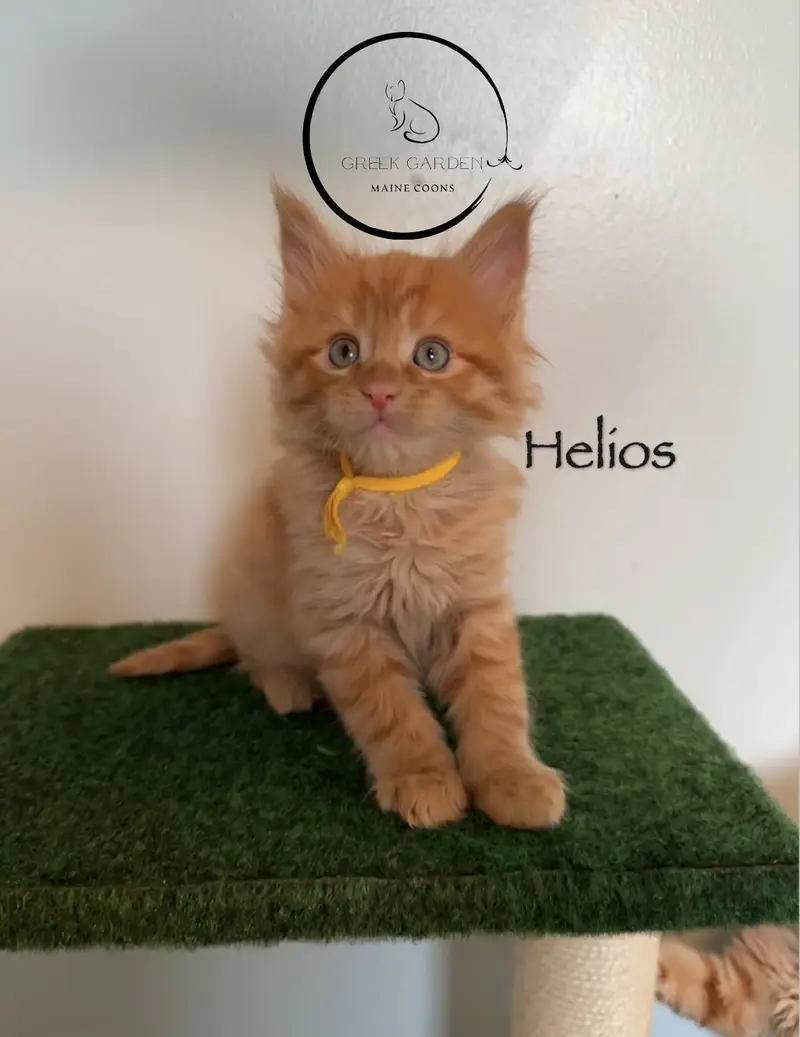 Helios 6 Weeks