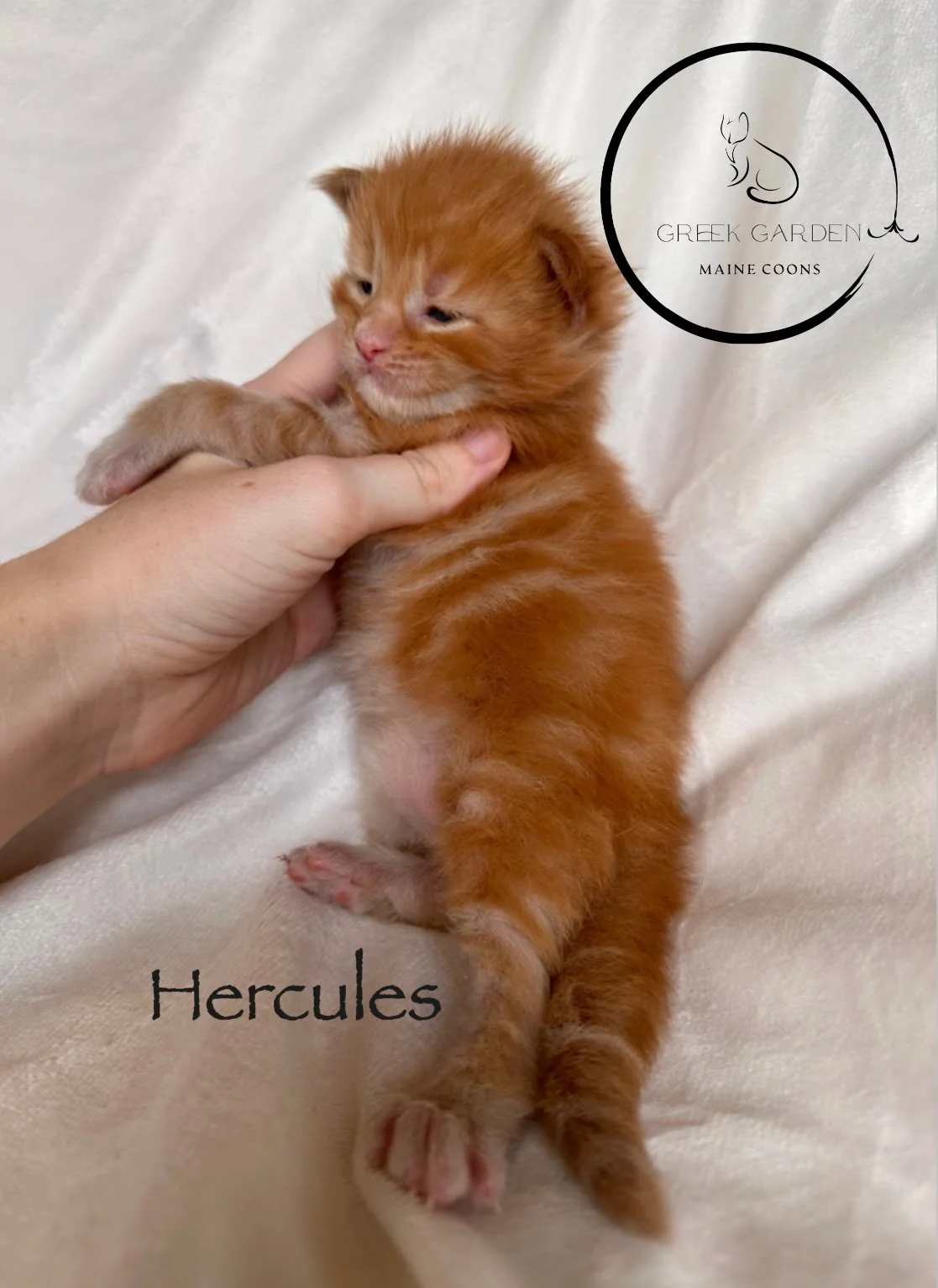 Hercules 2 Weeks