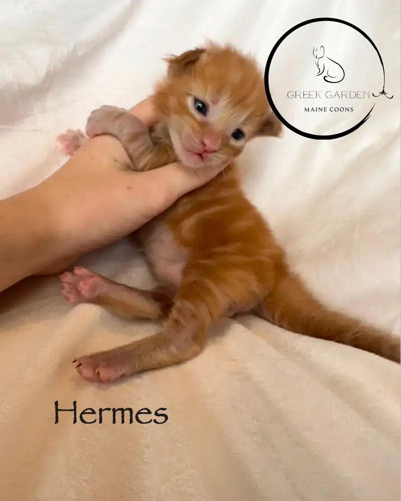 Hermes 2 Weeks