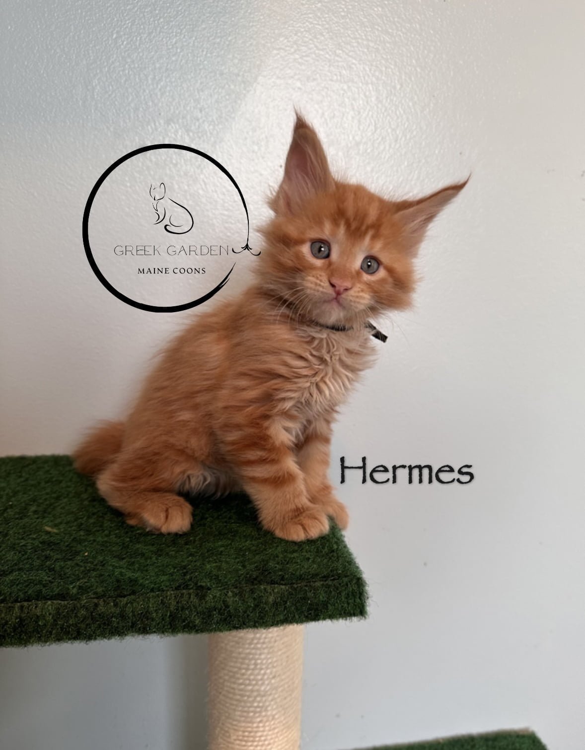 Hermes 6 Weeks