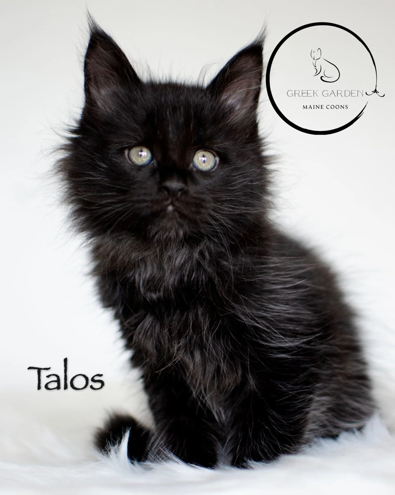 Talos 8 Weeks