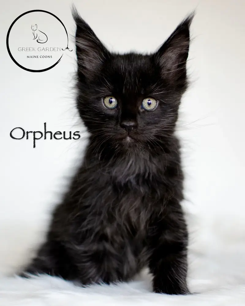 Orpheus 8 Weeks