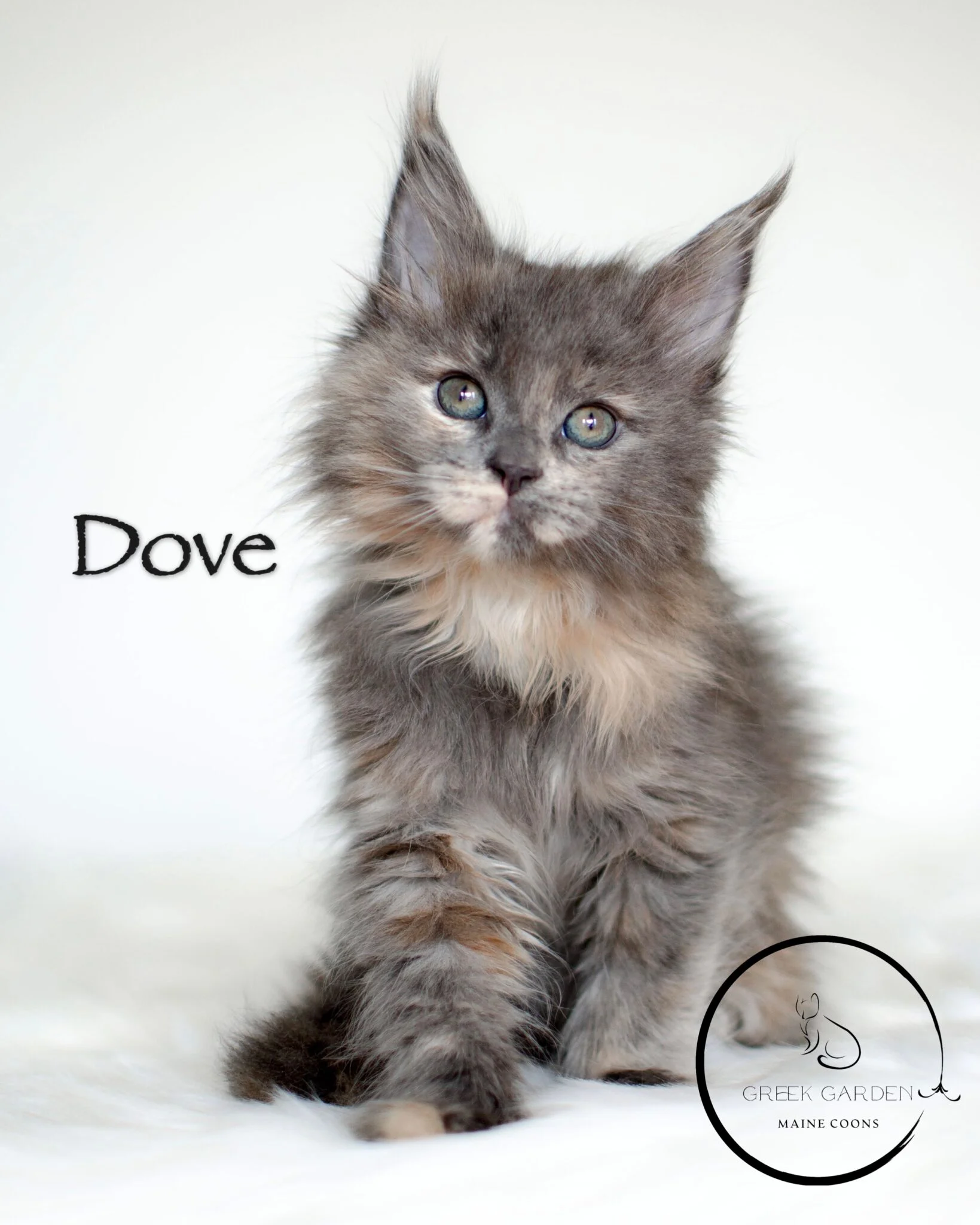 Maine Coon kitten for sale in Utah. Maine Coon Utah, Maine Coon cat Utah, Maine Coon cats Utah. Kittens for sale in Utah.