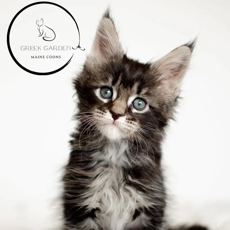 Affordable Maine Coon Kittens for Sale in Salt Lake City, Utah from Reputable Breeders.