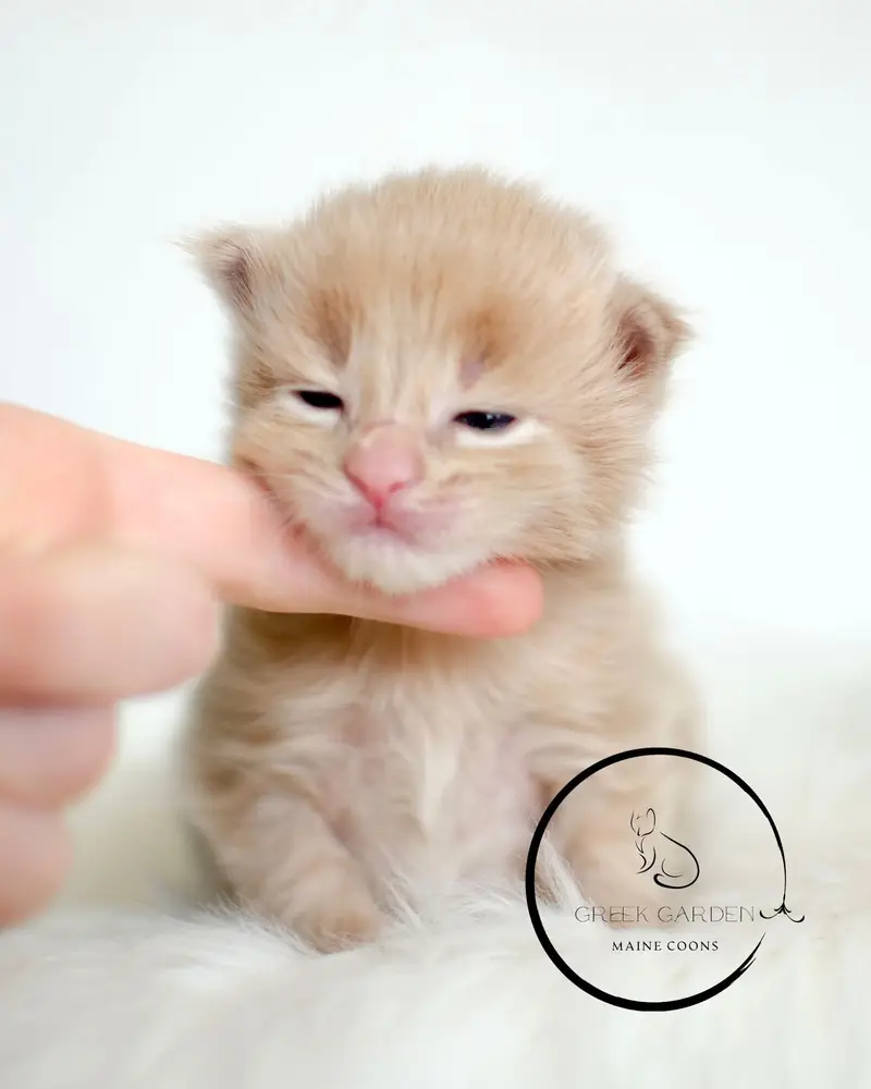 Lede 2 Weeks Maine Coon Kitten