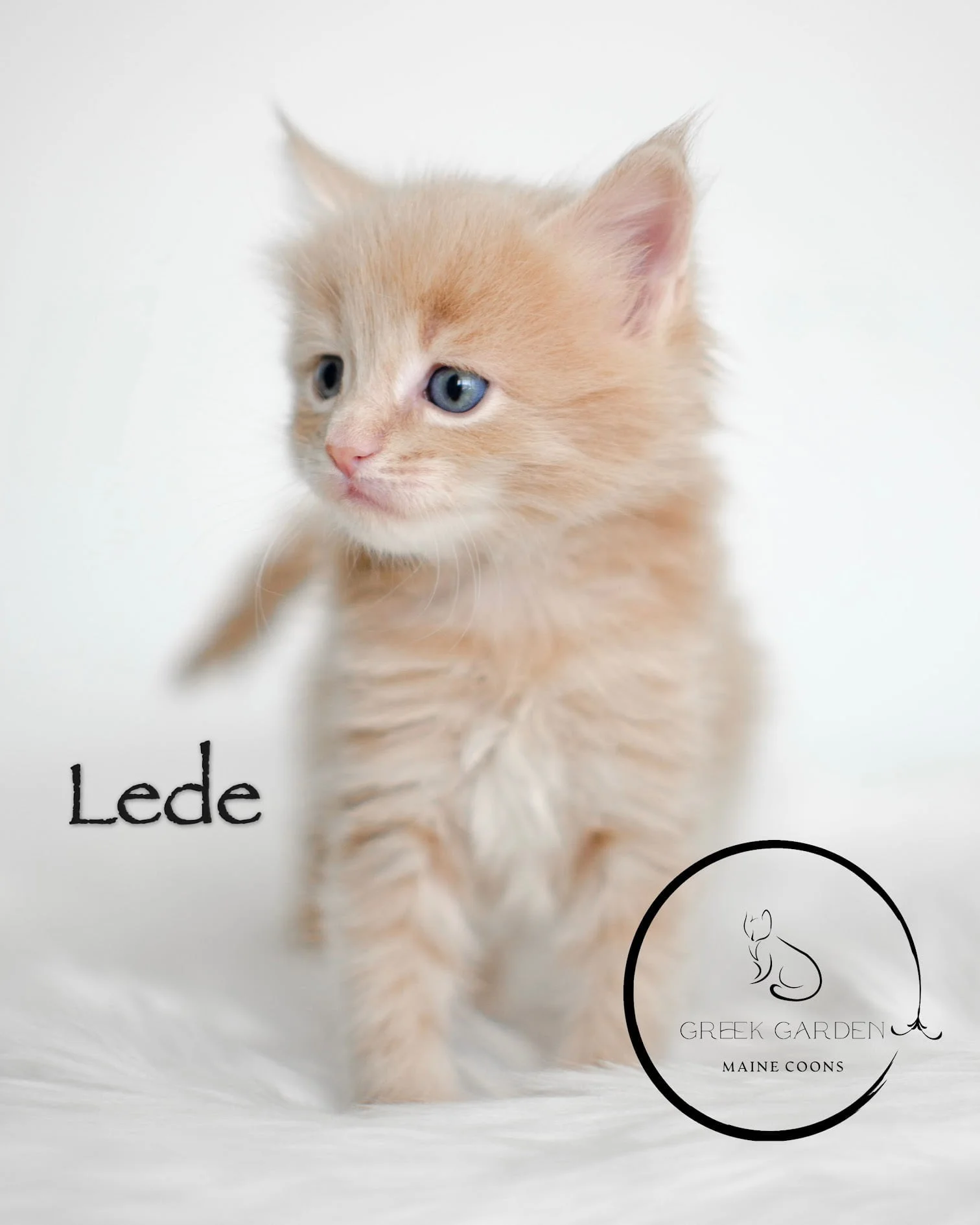 Lede 4 Weeks Maine Coon Kitten