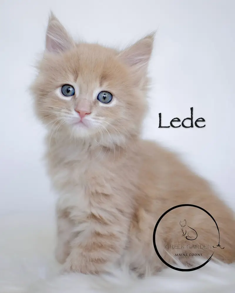 Lede 6 Weeks Maine Coon Kitten