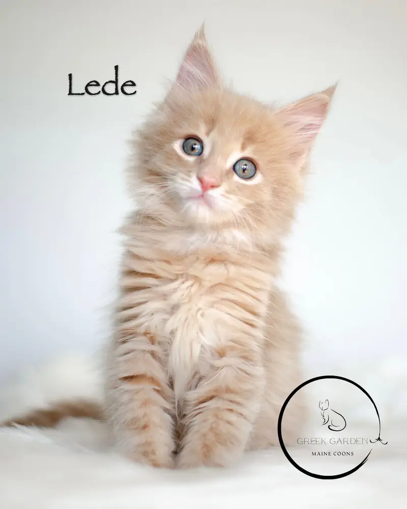 Maine Coon Kittens for Sale in Utah, Raised by Reputable Breeders. Find Your Perfect Maine Coon in Utah Today.