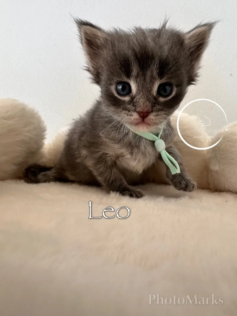 Leo 4 Weeks