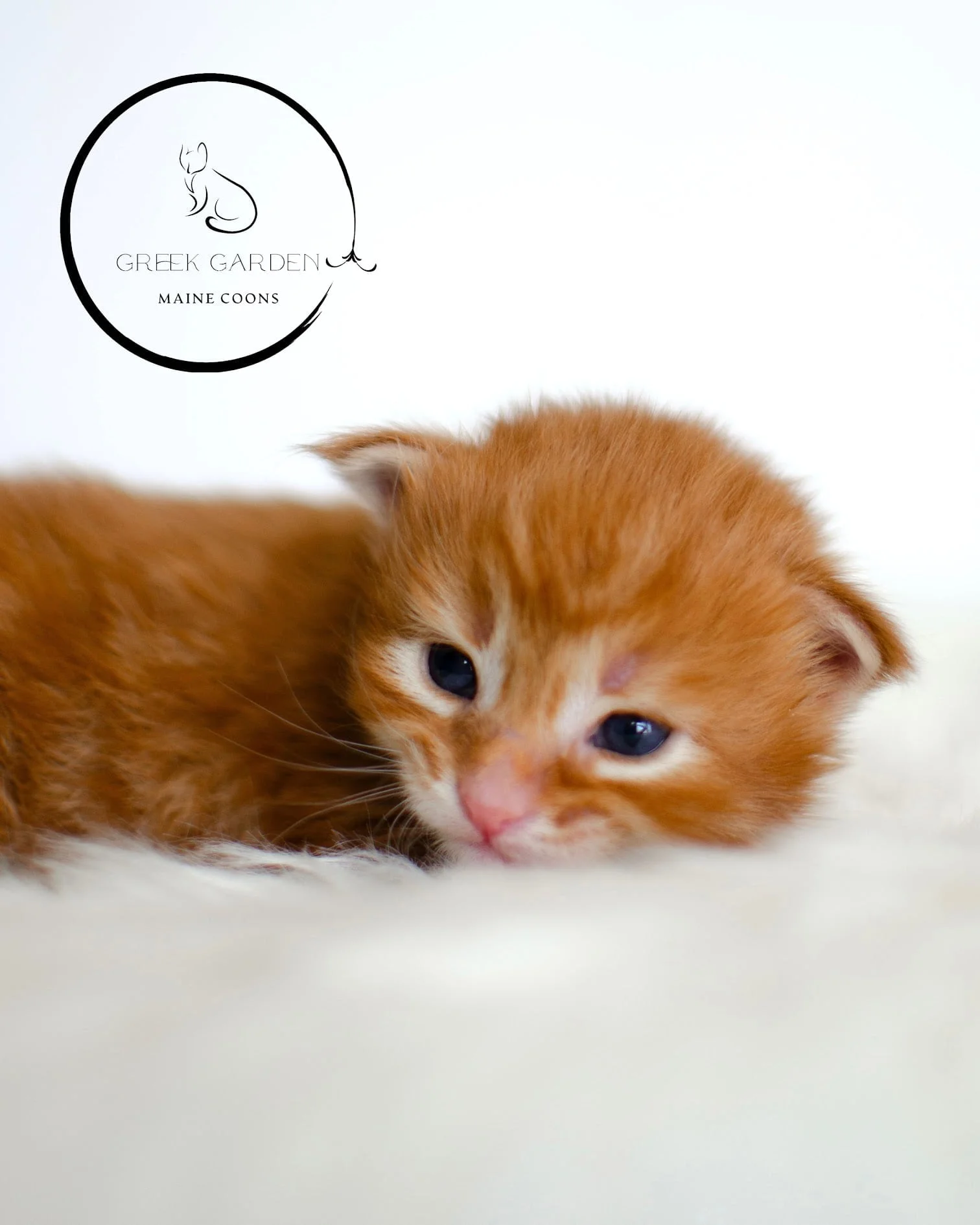 Leonidas 2 Weeks Maine Coon Kitten