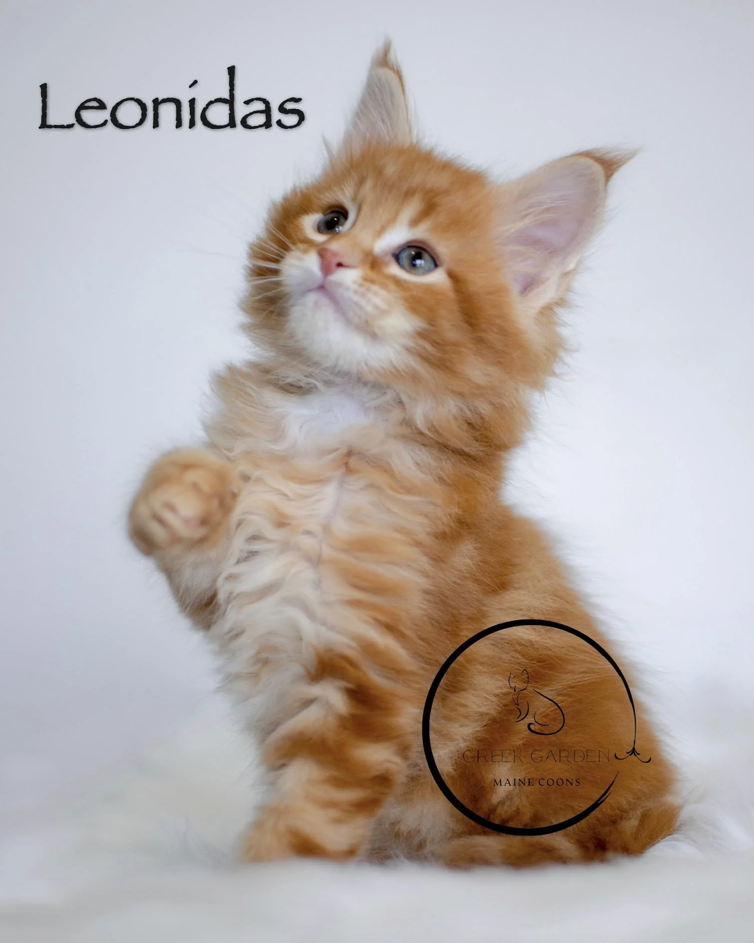 Leonidas 6 Weeks Maine Coon Kitten