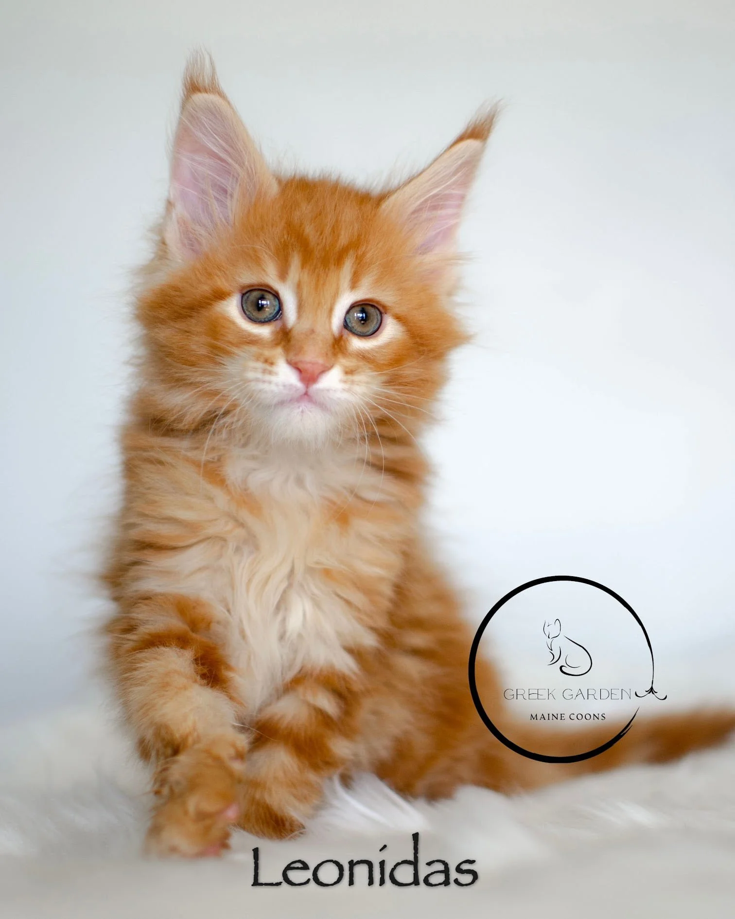 Orange Maine Coon kitten for sale. Maine Coon kittens for sale Utah, Maine Coon breeder near me.