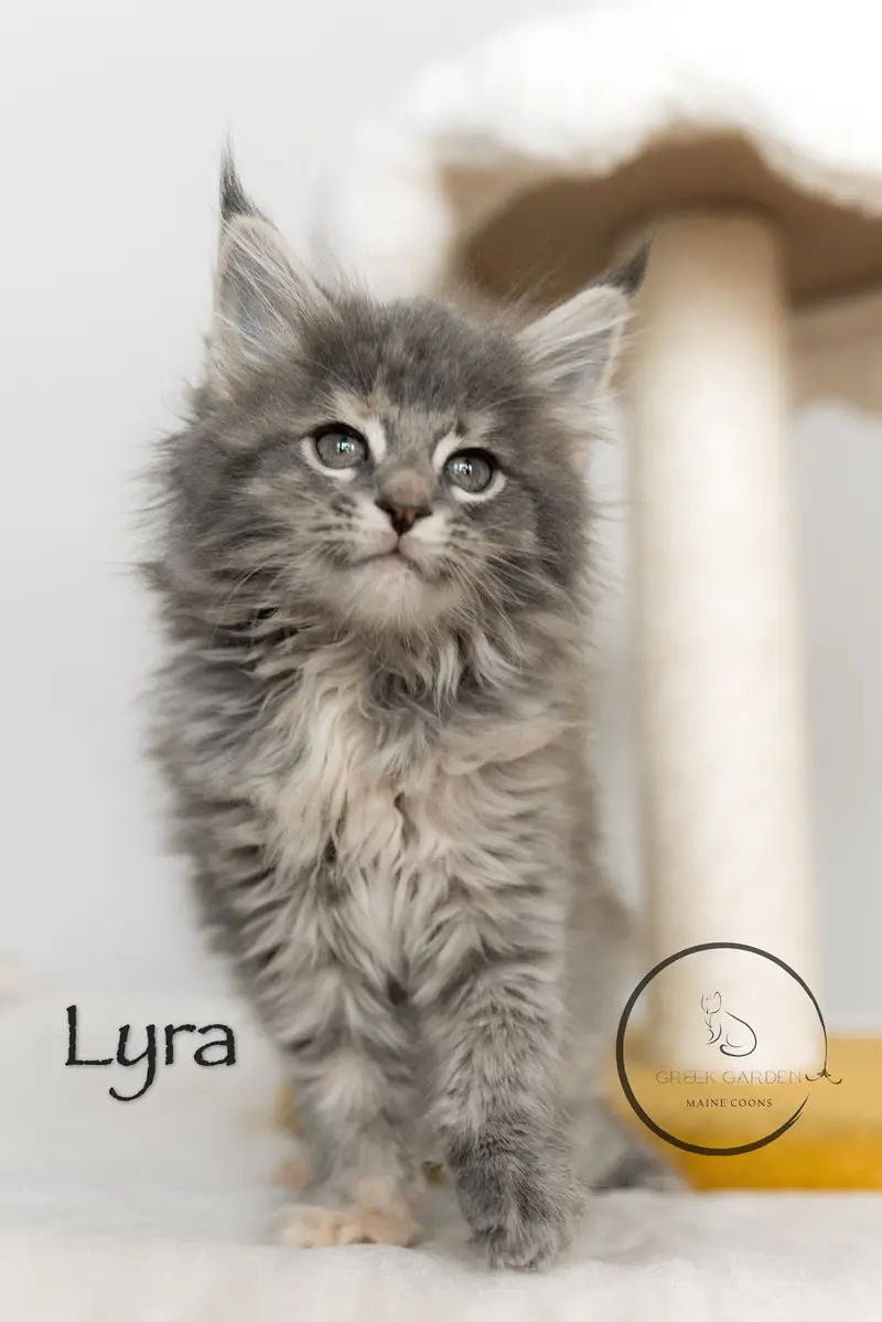 Lyra 8 Weeks