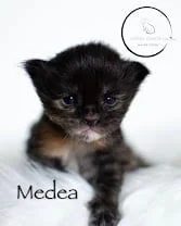 Medea 2 Weeks