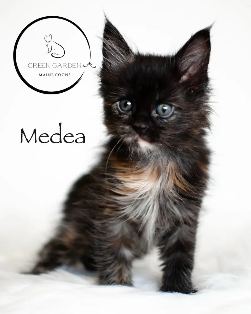 Medea 6 Weeks