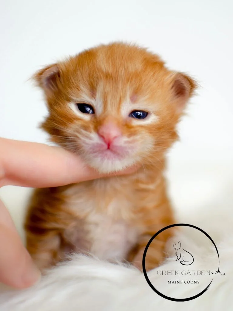 Orange 2 Week old Maine Coon Kitten. Affordable Maine Coon Kittens for Sale in Salt Lake City, Utah from Reputable Breeders.