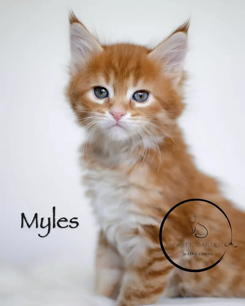 Myles 6 Weeks Maine Coon Kitten