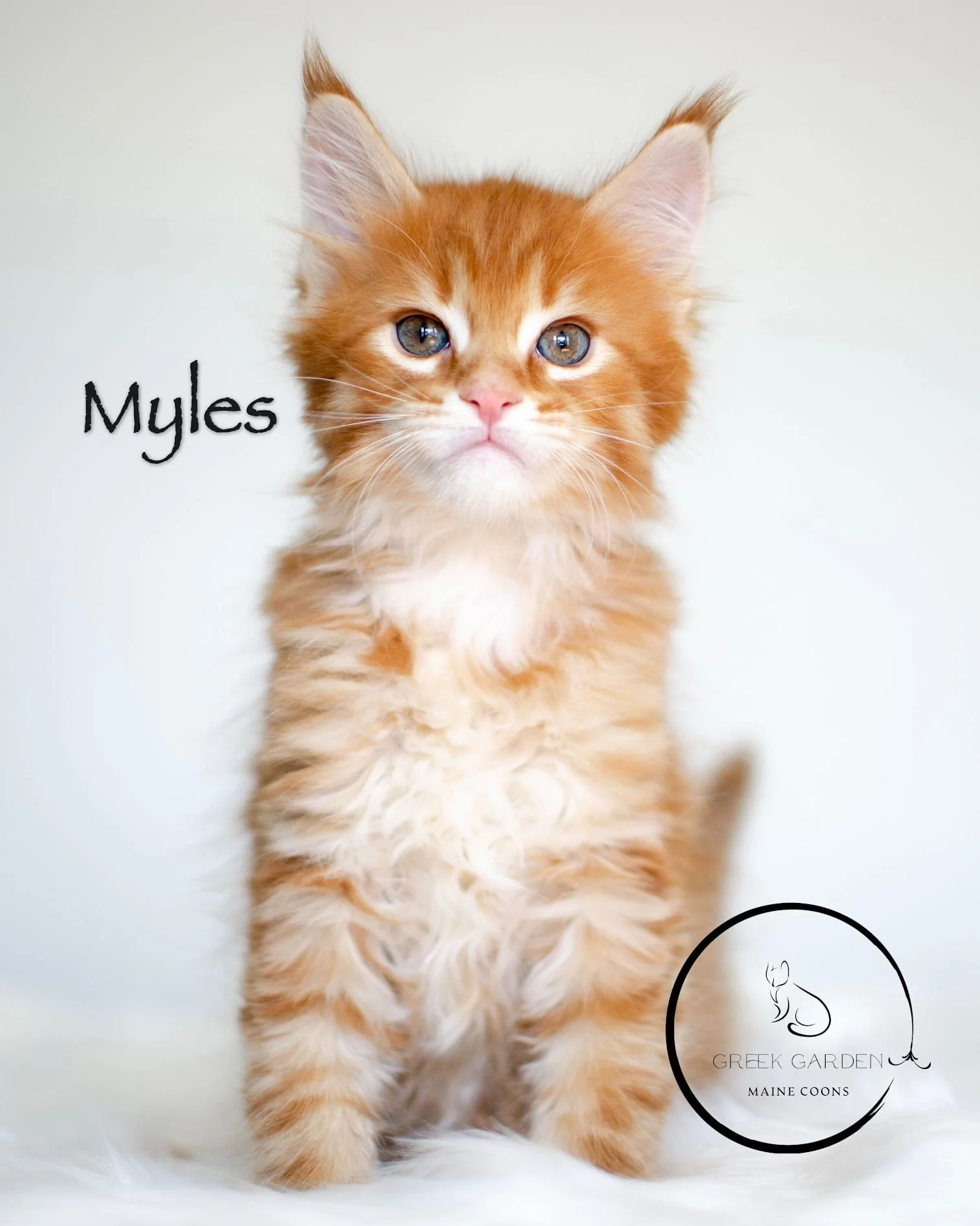 Orange Golden Maine Coon Kitten for Sale in Utah, Raised by Reputable Breeders.