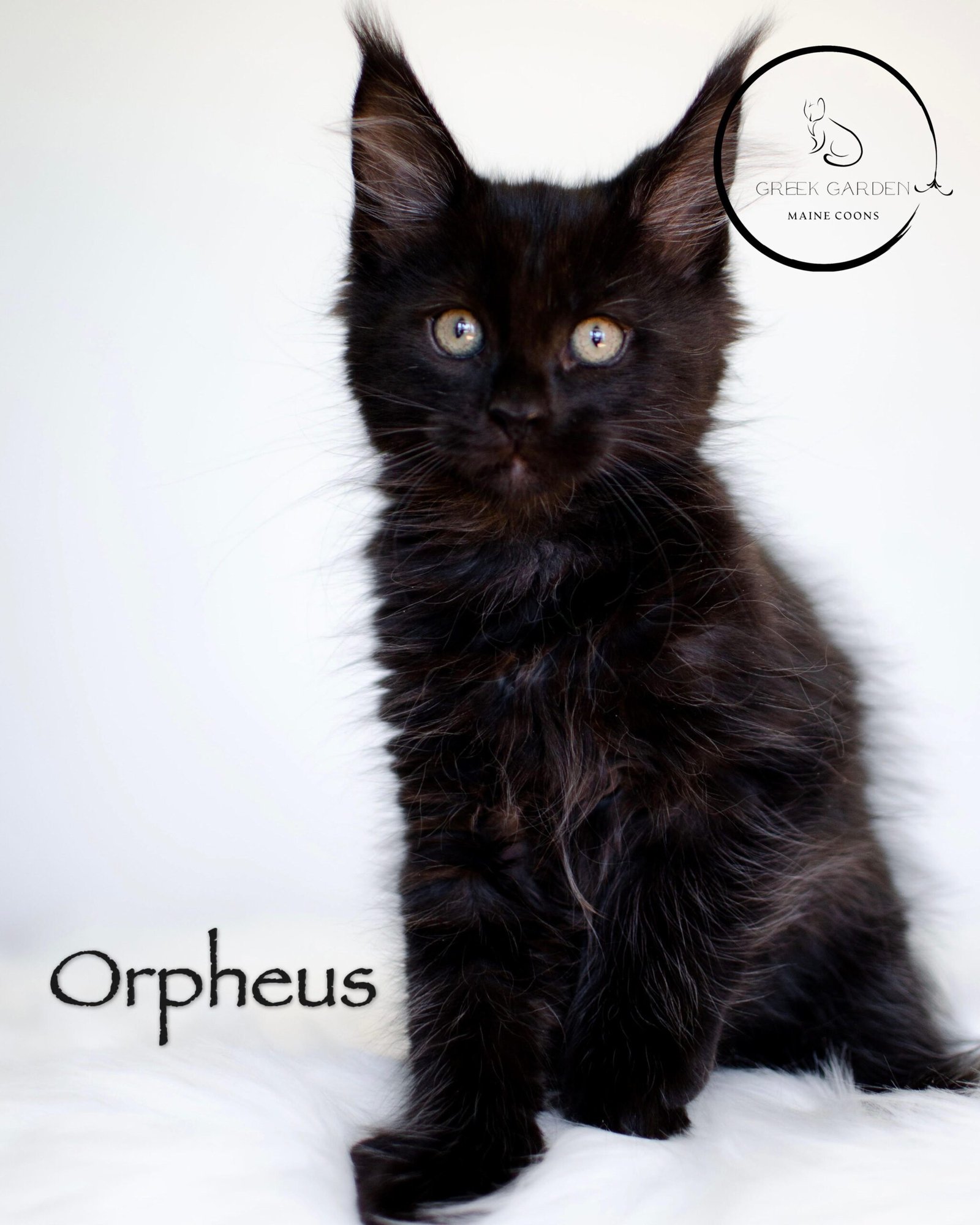 Orpheus 10 Weeks