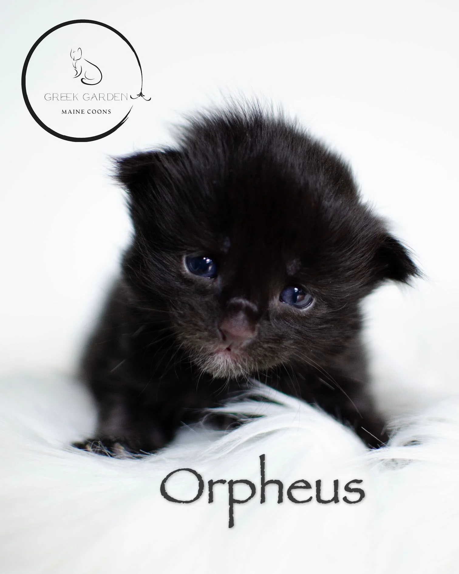 Orpheus 2 Weeks