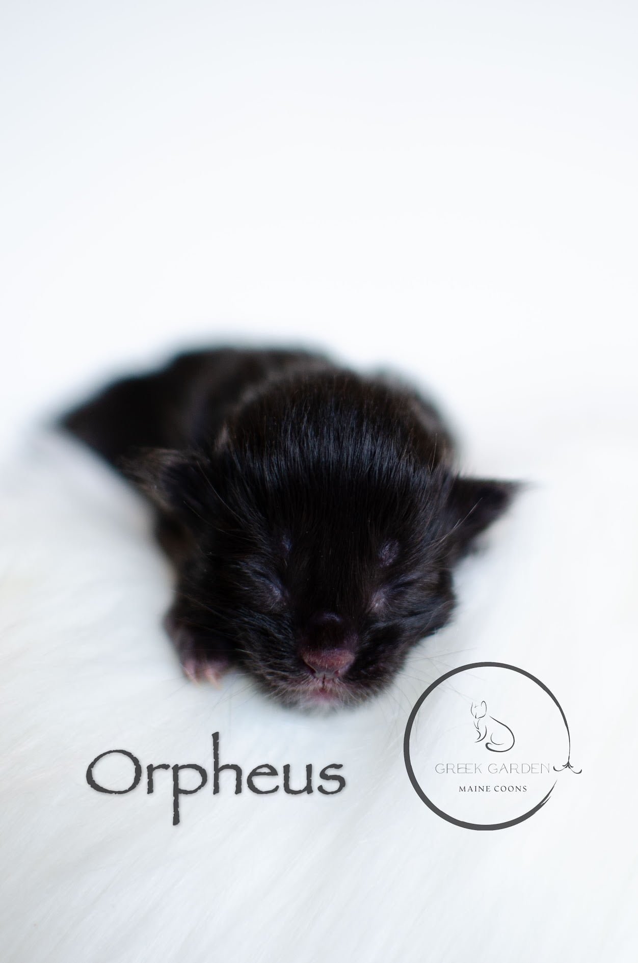 Orpheus Newborn