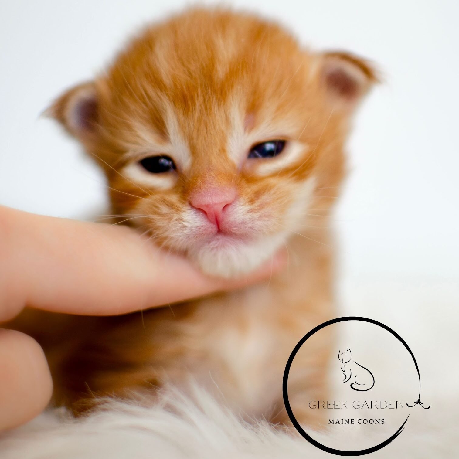 Penelope 2 Weeks Maine Coon Kitten. Maine Coon kittens available for approved applicants.