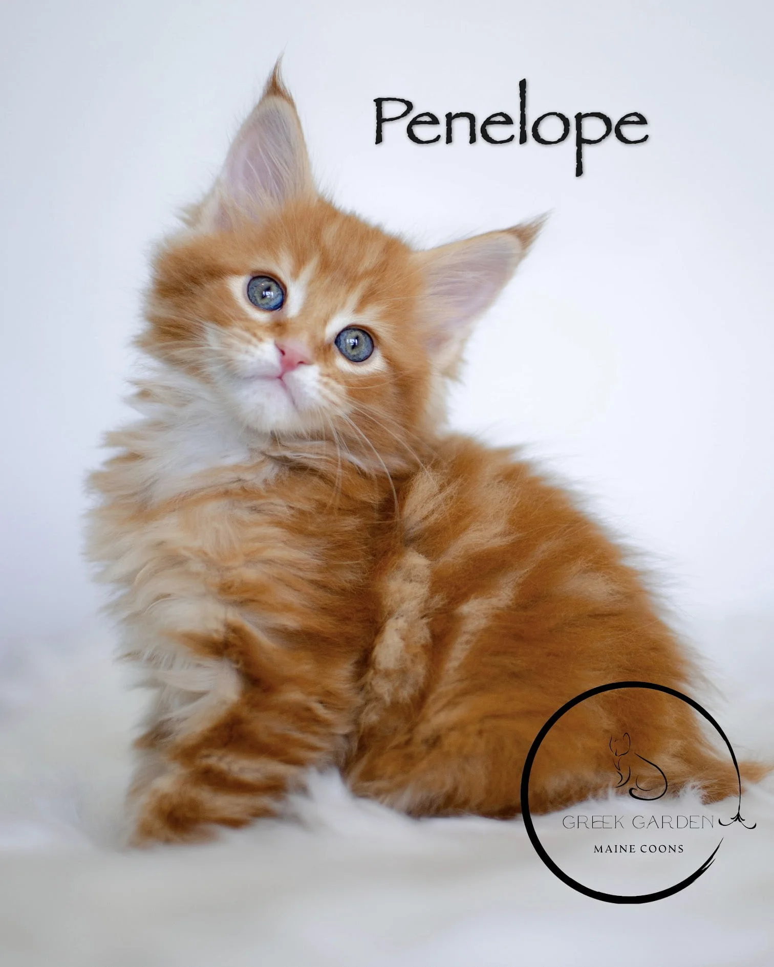 Penelope 6 Weeks Maine Coon Kitten