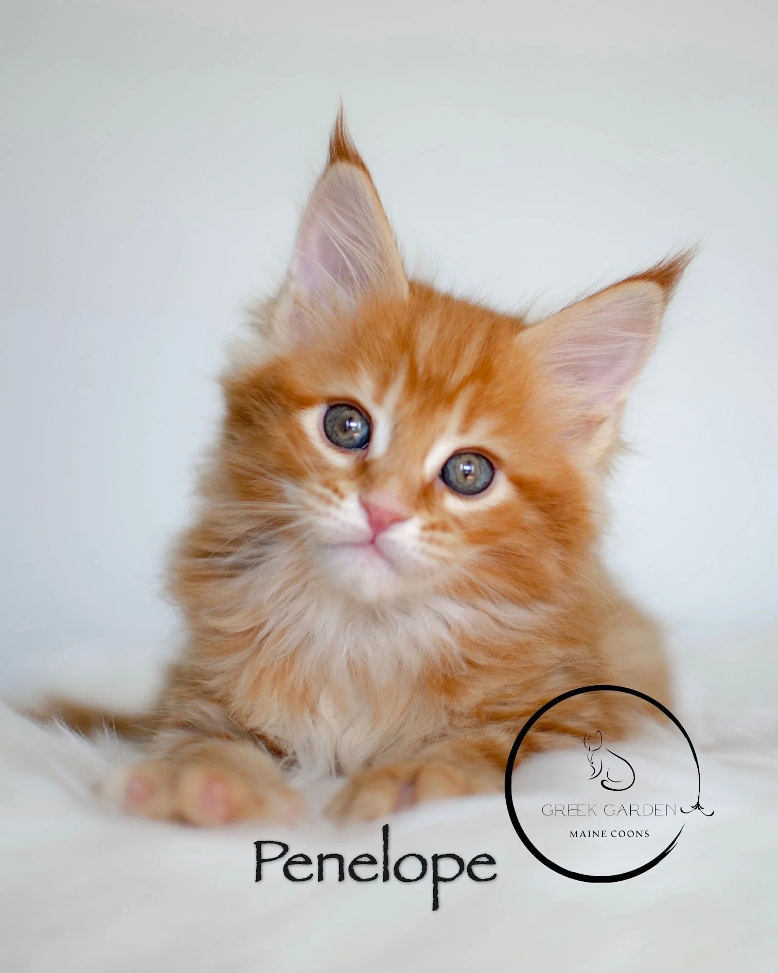 Orange Maine Coon kittens for sale in Utah. Penelope, 8-week-old Maine Coon kitten. Maine Coon golden breeder in Utah. Maincoon.