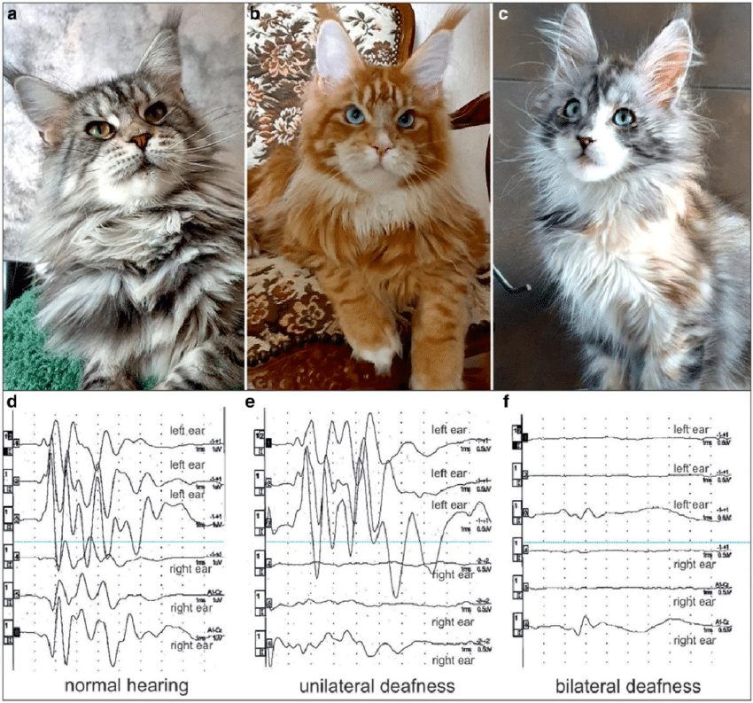 Side-by-side images of Maine Coon cats with the Dominant Blue Eye (DBE) mutation, accompanied by hearing test results showing normal hearing, unilateral deafness, and bilateral deafness — demonstrating the link between DBE and Waardenburg syndrome-related hearing loss.