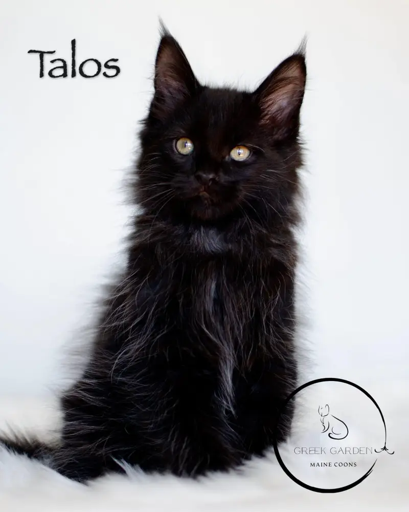 Maine Coon kitten, Utah Maine Coon breeders, Maine Coon kittens near me, buy Maine Coon cat. Maincoon cat and kitten for sale.