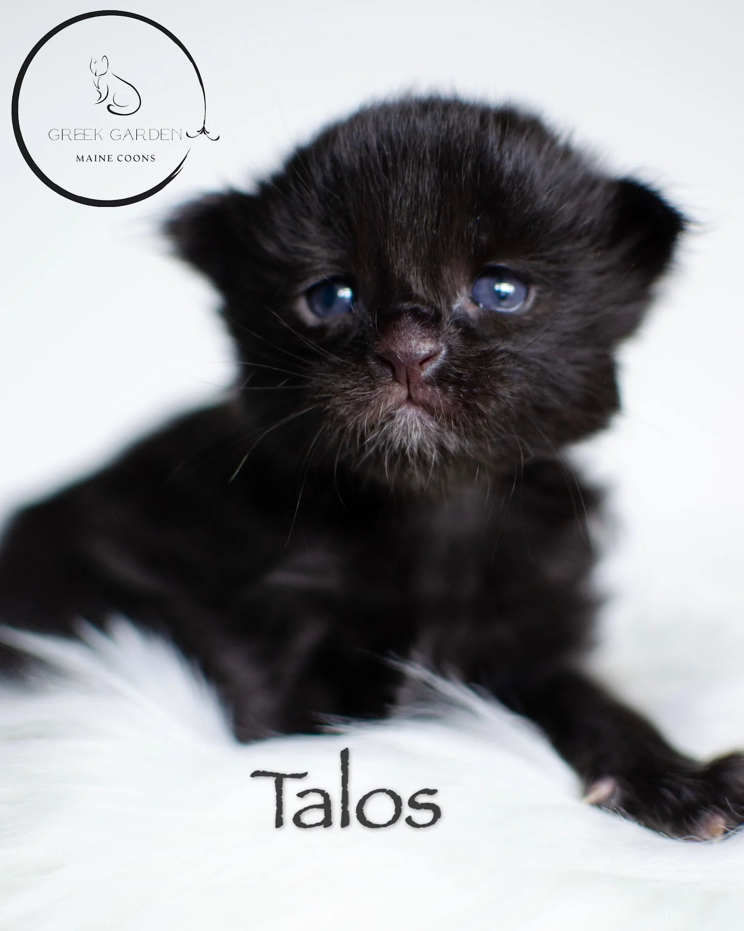 Talos 2 Weeks