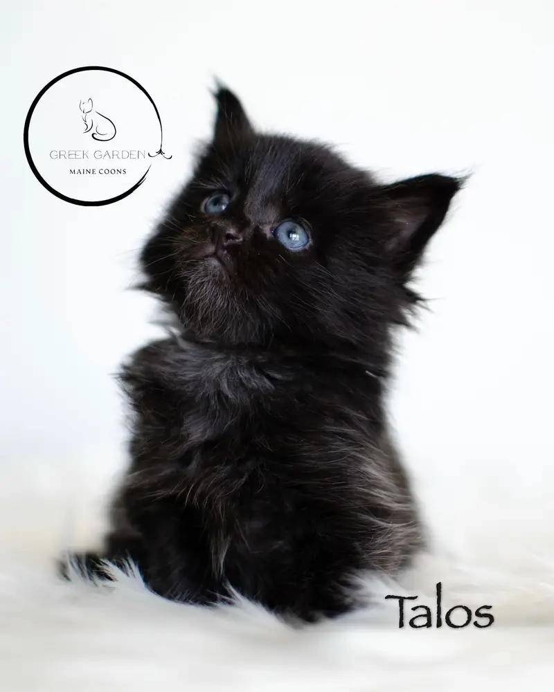 Talos 4 Weeks