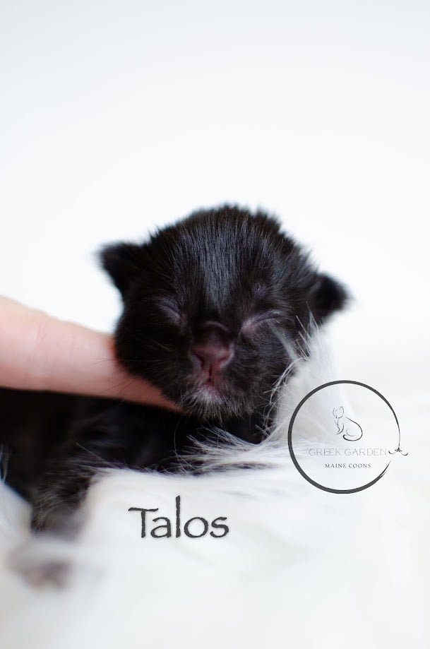 Talos Newborn