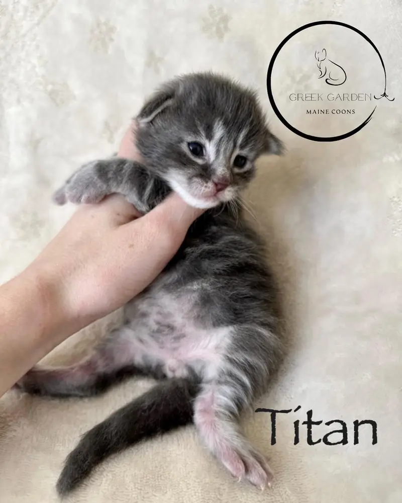 Titan 2 Weeks