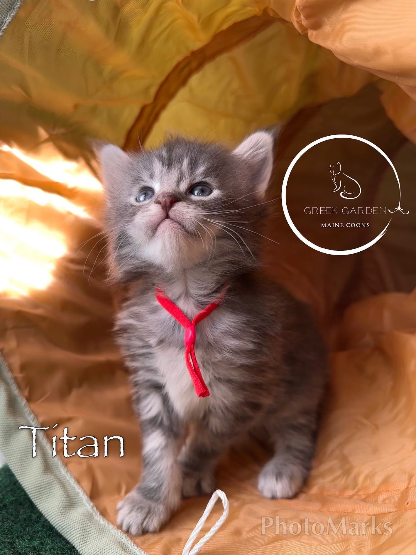 Titan 4 Weeks