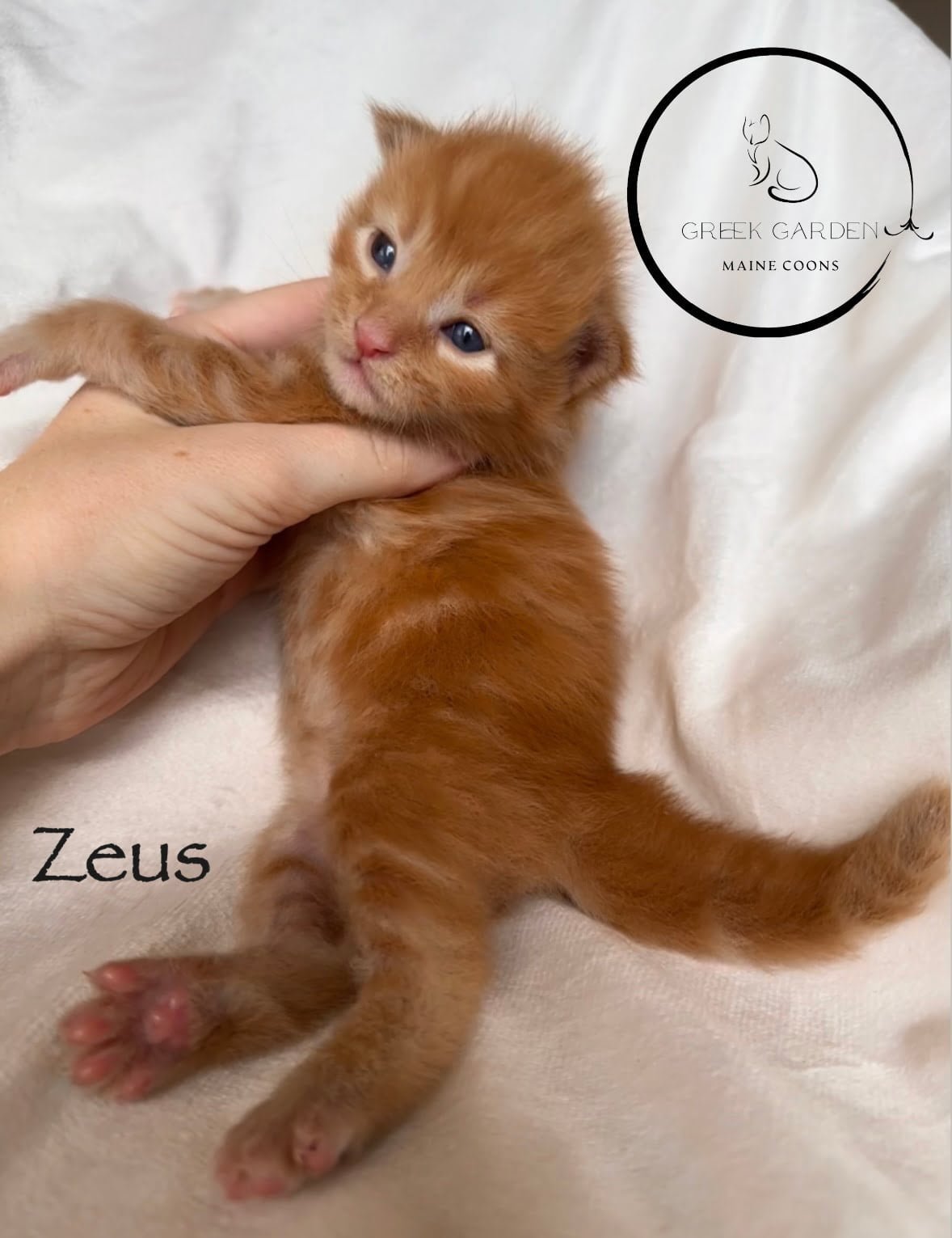 Zeus 2 Weeks