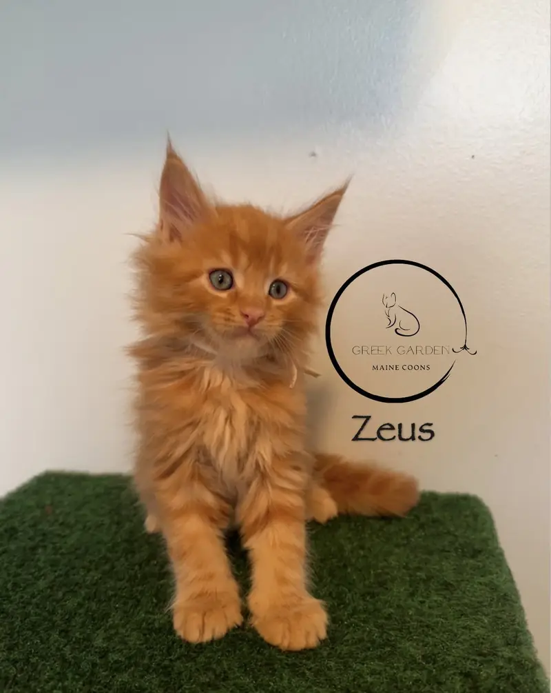 Zeus 6 Weeks