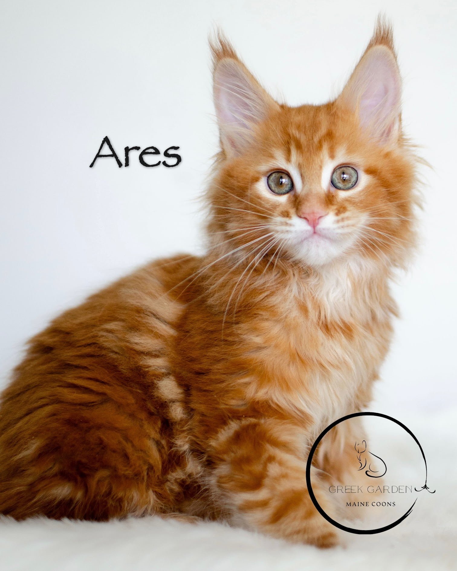 Ares 10 Weeks Maine Coon Kitten