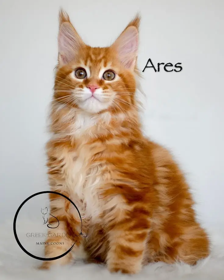 Ares 12 Weeks Maine Coon Kitten