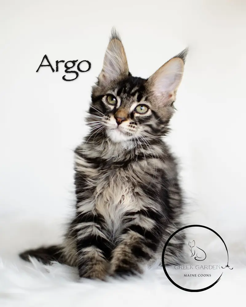 Argo 12 Weeks