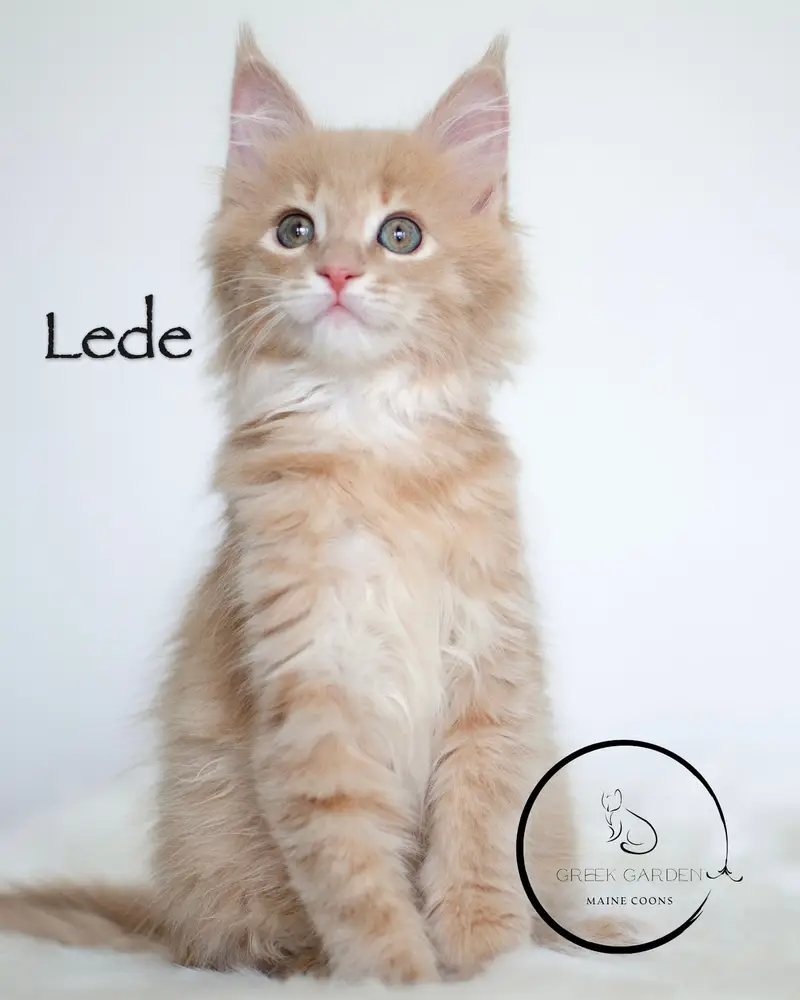 Lede 10 Weeks Maine Coon Kitten