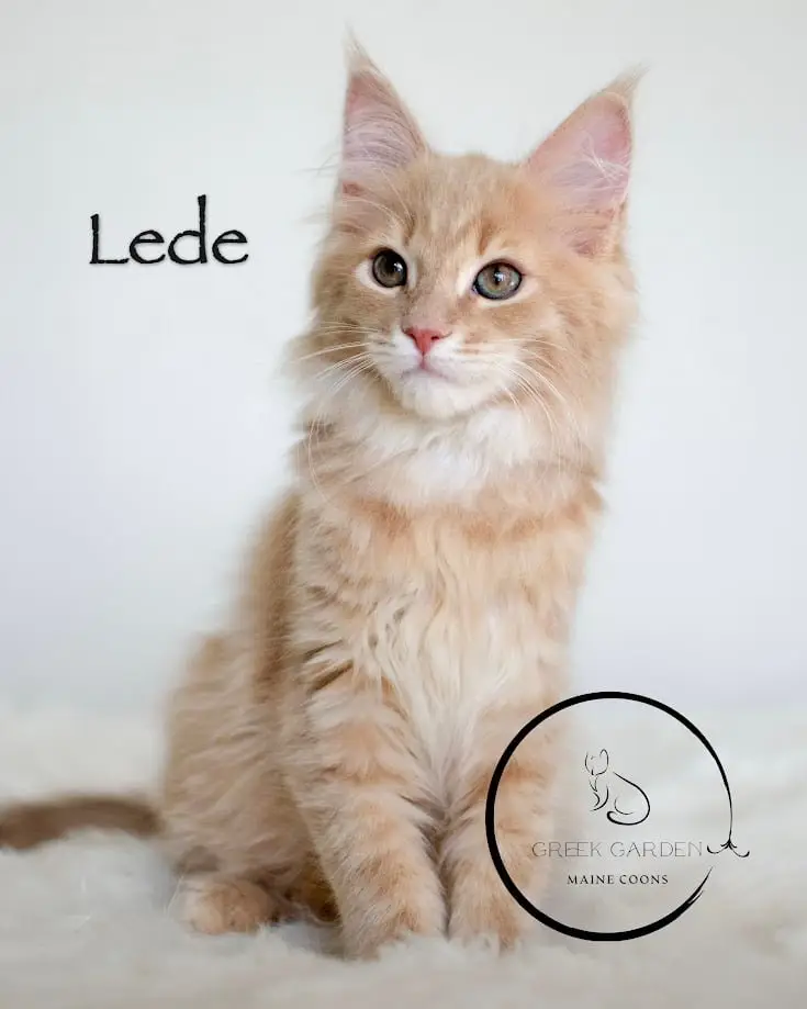 Lede 12 Weeks Maine Coon Kitten