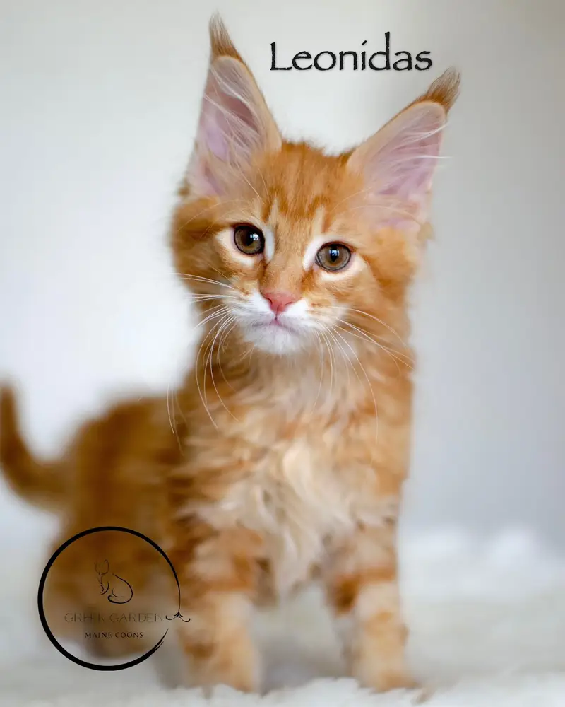 Leonidas 10 Weeks Maine Coon Kitten