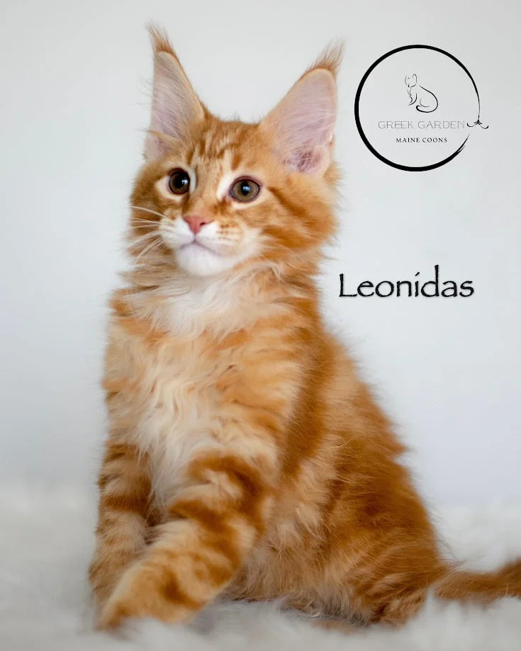 Leonidas 12 Weeks Maine Coon Kitten