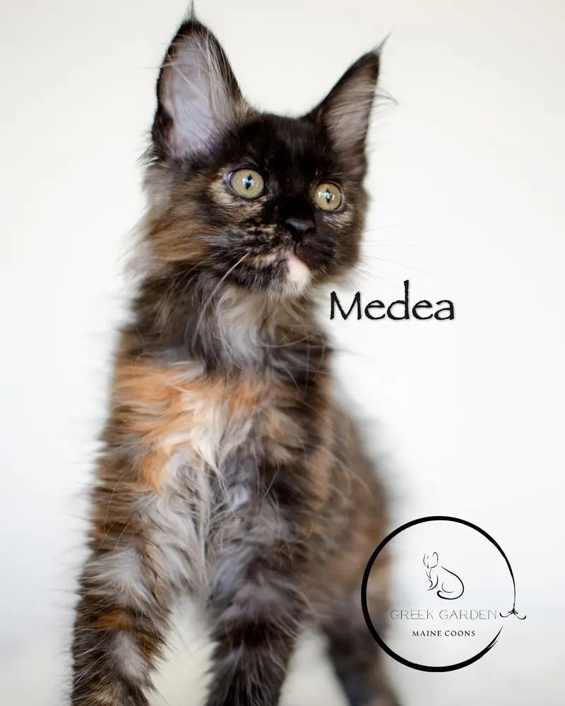 Medea 12 Weeks