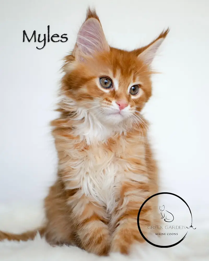 Myles 10 Weeks Maine Coon Kitten