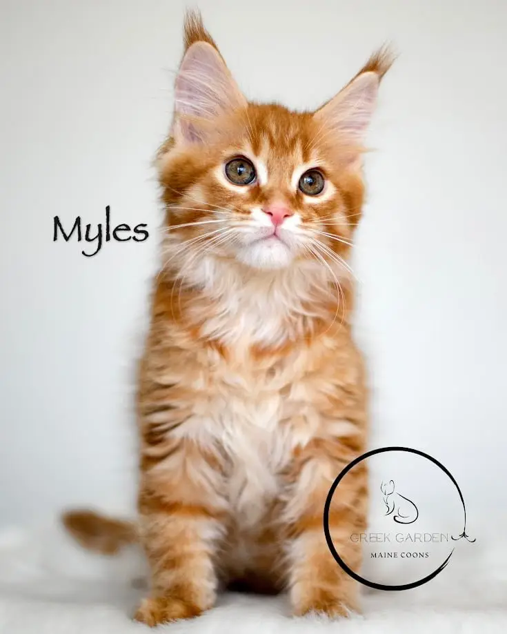 Myles 12 Weeks Maine Coon Kitten