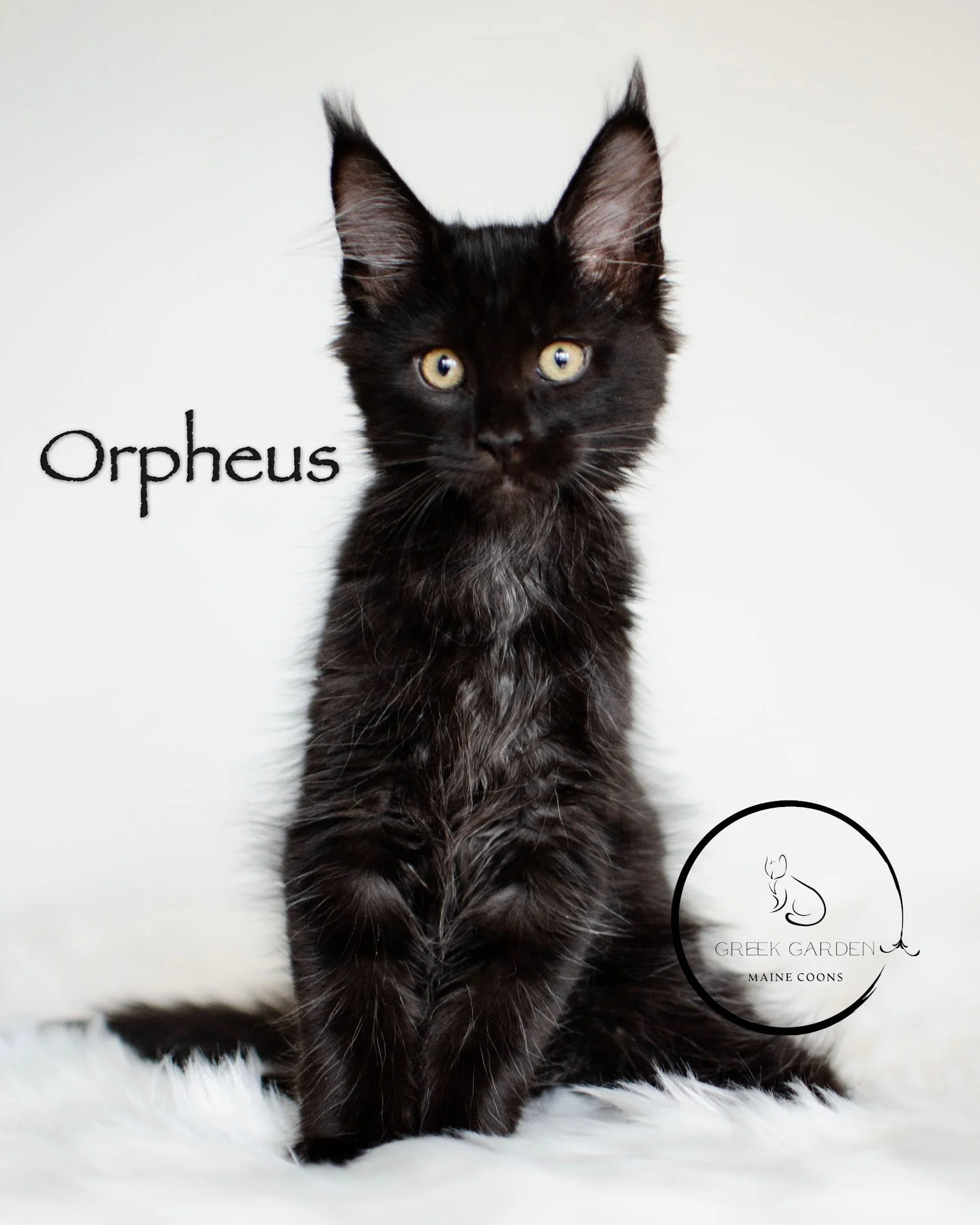 Orpheus 12 Weeks