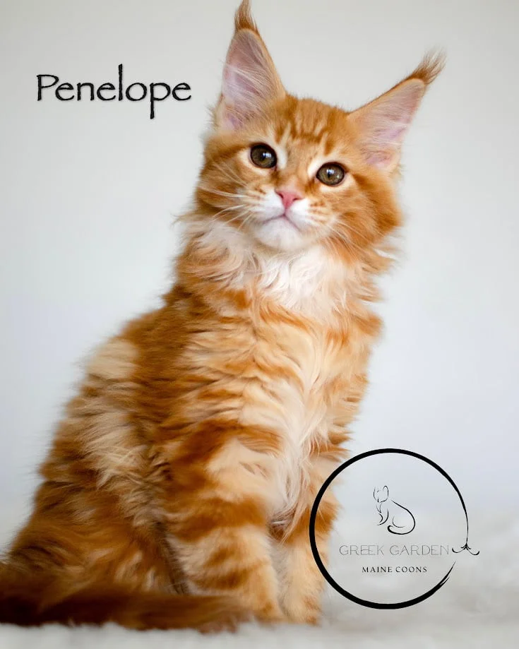 Penelope 12 Weeks Maine Coon Kitten