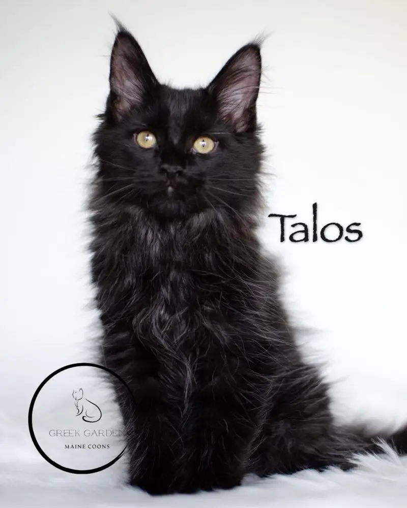 Talos 12 Weeks Kitten Application photo